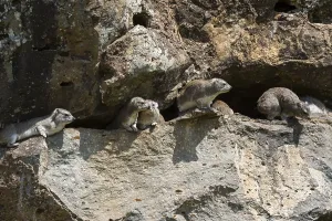 Masai Mara National Park Drucke: Rock dassies, Procavia capensis