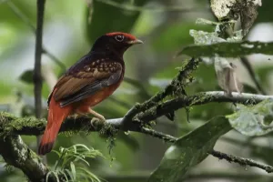 Red Bird Species Drucke: Rode Cotinga, Guianan Red-Cotinga, Phoenicircus carnifex