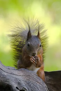Gerahmter Druck : Rote Eichhörnchen, Rot-Spitzmaus, Sciurus vulgaris Gerahmter Druck : Rote Eichhörnchen, Rot-Spitzmaus, Sciurus vulgaris