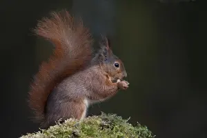 Sciurus Vulgaris Habitat Drucke: Rode eekhoorn, Red Squirrel, Sciurus vulgaris