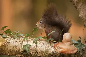 Sciurus Vulgaris Drucke: Rode Eekhoorn, Red Squirrel, Sciurus vulgaris
