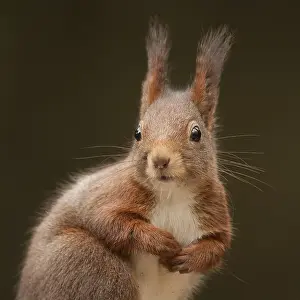 Sciurus Vulgaris Drucke: Rode Eekhoorn, Red Squirrel, Sciurus vulgaris