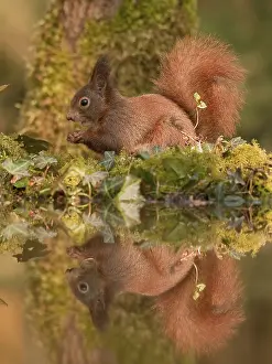 Sciurus Vulgaris Habitat Drucke: Rode Eekhoorn, Red Squirrel, Sciurus vulgaris