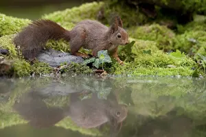 Sciurus Vulgaris Drucke: Rode eekhoorn, Red Squirrel, Sciurus vulgaris
