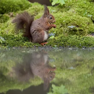 Sciurus Vulgaris Drucke: Rode eekhoorn, Red Squirrel, Sciurus vulgaris