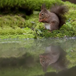 Sciurus Vulgaris Drucke: Rode eekhoorn, Red Squirrel, Sciurus vulgaris