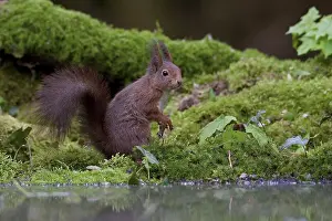 Sciurus Vulgaris Drucke: Rode eekhoorn, Red Squirrel, Sciurus vulgaris