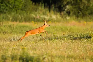 Wildlife In Netherlands Drucke: Roe Deer