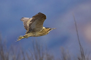 Botaurus Stellaris Drucke: Roerdomp; Bittern; Botaurus stellaris