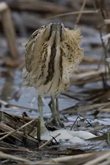 Botaurus Stellaris Drucke: Roerdomp; Botaurus stellaris; Great Bittern; Rohrdommel; Butor e