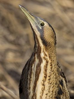 Eurasian Bittern Habitat Drucke: Roerdomp, Eurasian Bittern, Botaurus stellaris