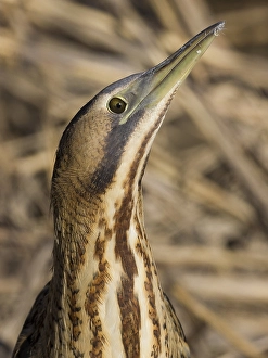 Bilder Datiert 4. Februar 2011: Roerdomp, Eurasische Rohrweihe, Botaurus stellaris