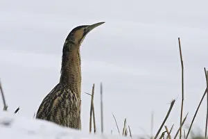 Botaurus Stellaris Drucke: Roerdomp, Eurasian Bittern, Botaurus stellaris