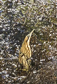 Botaurus Stellaris Drucke: Roerdomp, Eurasian Bittern, Botaurus stellaris