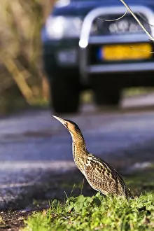 Botaurus Stellaris Drucke: Roerdomp, Eurasian Bittern, Botaurus stellaris