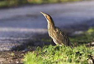 Botaurus Stellaris Drucke: Roerdomp, Eurasian Bittern, Botaurus stellaris