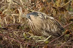 Botaurus Stellaris Drucke: Roerdomp, Eurasian Bittern, Botaurus stellaris