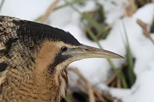 Botaurus Stellaris Drucke: Roerdomp, Eurasian Bittern, Botaurus stellaris