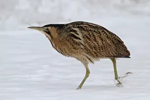 Botaurus Stellaris Drucke: Roerdomp, Eurasian Bittern, Botaurus stellaris