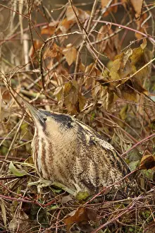 Botaurus Stellaris Drucke: Roerdomp, Eurasian Bittern, Botaurus stellaris