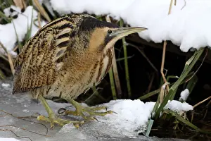 Botaurus Stellaris Drucke: Roerdomp, Eurasian Bittern, Botaurus stellaris