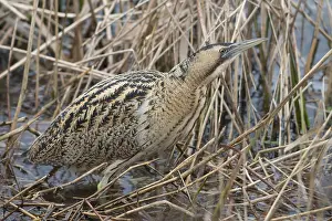 Eurasian Bittern Habitat Drucke: Roerdomp, Eurasian Bittern, Botaurus stellaris