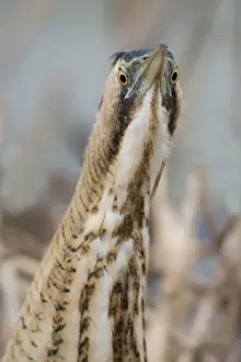 Botaurus Stellaris Drucke: Roerdomp, Eurasian Bittern, Botaurus stellaris