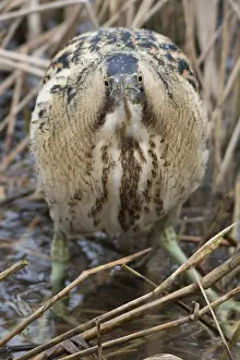 Botaurus Stellaris Habitat Drucke: Roerdomp, Eurasian Bittern, Botaurus stellaris