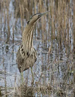 Roerdomp, Eurasian Bittern, Botaurus stellaris