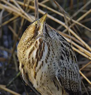 Botaurus Stellaris Drucke: Roerdomp, Eurasian Bittern, Botaurus stellaris