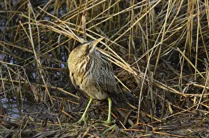 Botaurus Stellaris Drucke: Roerdomp, Eurasian Bittern, Botaurus stellaris