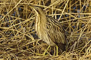 Botaurus Stellaris Drucke: Roerdomp, Eurasian Bittern, Botaurus stellaris