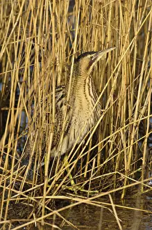 Botaurus Stellaris Drucke: Roerdomp, Eurasian Bittern, Botaurus stellaris