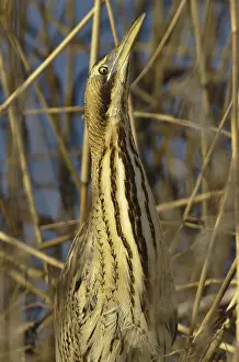 Botaurus Stellaris Drucke: Roerdomp, Eurasian Bittern, Botaurus stellaris