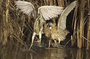 Botaurus Stellaris Habitat Drucke: Roerdomp, Eurasian Bittern, Botaurus stellaris