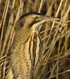Botaurus Stellaris Drucke: Roerdomp, Eurasian Bittern, Botaurus stellaris