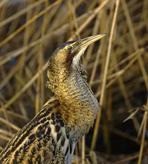 Botaurus Stellaris Drucke: Roerdomp, Eurasian Bittern, Botaurus stellaris