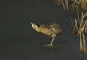 Eurasian Bittern Habitat Drucke: Roerdomp, Eurasian Bittern, Botaurus stellaris