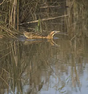 Botaurus Stellaris Habitat Drucke: Roerdomp, Eurasian Bittern, Botaurus stellaris