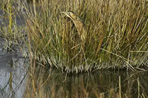 Botaurus Stellaris Drucke: Roerdomp, Eurasian Bittern, Botaurus stellaris