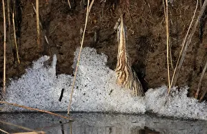 Botaurus Stellaris Drucke: Roerdomp; Eurasian Bittern; Botaurus stellaris