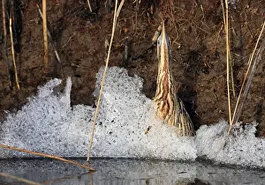Botaurus Stellaris Drucke: Roerdomp, Eurasian Bittern, Botaurus stellaris