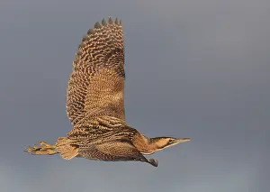 Botaurus Stellaris Drucke: Roerdomp, Eurasian Bittern, Botaurus stellaris