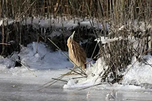 Botaurus Stellaris Drucke: Roerdomp Eurasian Bittern Botaurus stellaris