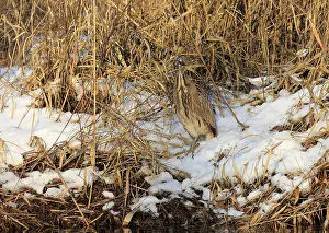 Botaurus Stellaris Drucke: Roerdomp Eurasian Bittern; Botaurus stellaris;