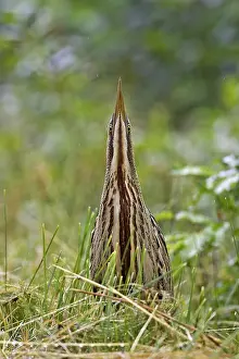 Bilder Datiert 20. Juli 2005: Roerdomp, Eurasische Rohrweihe, Botaurus stellaris