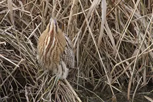 Botaurus Stellaris Drucke: Roerdomp, Eurasian Bittern, Botaurus stellaris