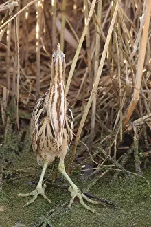 Botaurus Stellaris Drucke: Roerdomp, Eurasian Bittern, Botaurus stellaris