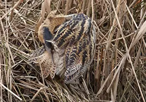 Roerdomp, Eurasian Bittern, Botaurus stellaris