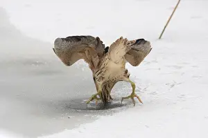 Botaurus Stellaris Drucke: Roerdomp, Eurasian Bittern, Botaurus stellaris
